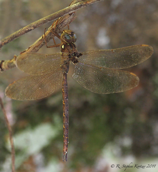 Boyeria vinosa, nymph